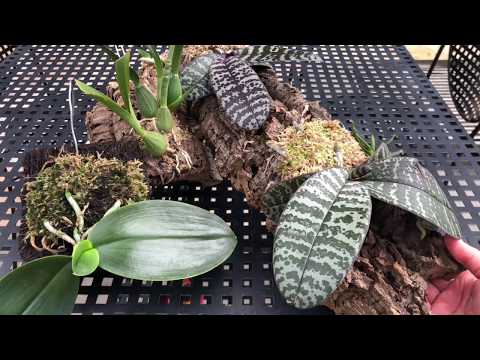 Видео: ОРХИДЕИ НА БЛОКАХ!!! Mounted orchids!