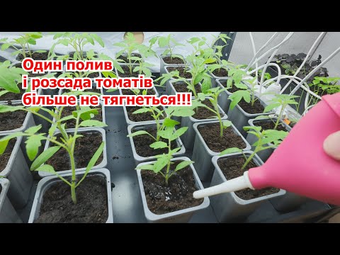 Видео: Розсада томатів миттєво перестає тягнутися- 30 мл. під рослинку!
