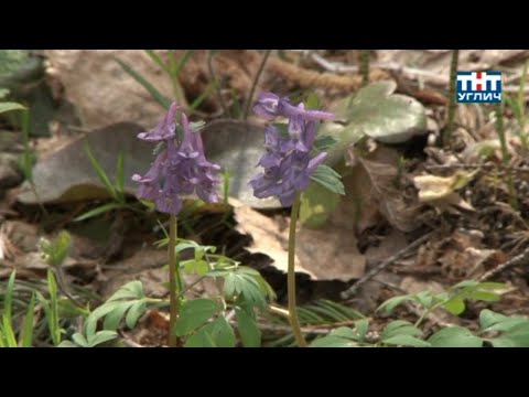 Видео: Наедине с природой. Хохлатка плотная | 2014