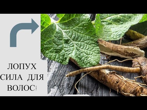 Видео: 🌿 Лопух лечит волосы! Природное средство против выпадения и ломкости