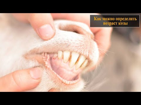 Видео: Как определить возраст козы