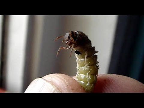 Видео: Ручейник