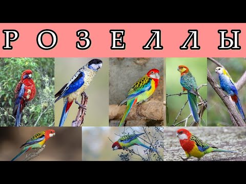 Видео: РОЗЕЛЛЫ - Австралийские красавицы