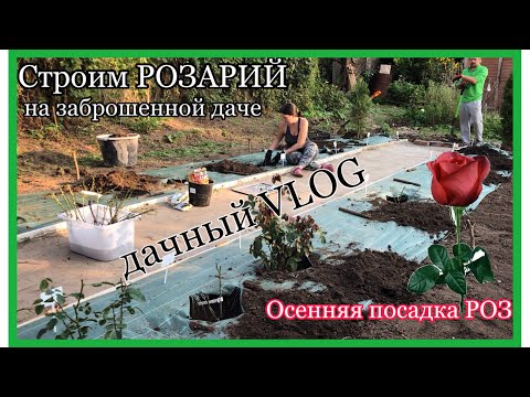 Видео: Осенняя посадка РОЗ | Строим розарий-3 | Дачный ВЛОГ
