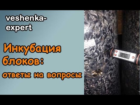 Видео: Вопросы по инкубации блоков вешенки: температура в блоке и другие вопросы.