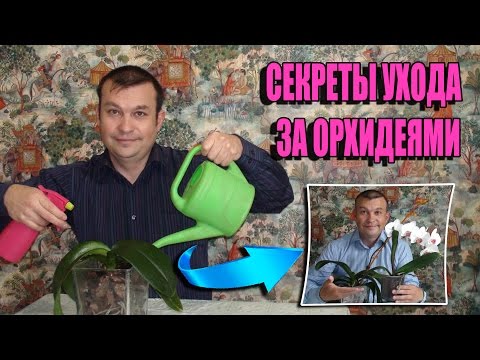Видео: СЕКРЕТ ВЫРАЩИВАНИЯ ОРХИДЕЙ. УХОД ЗА ОРХИДЕЯМИ ФАЛЕНОПСИС В ДОМАШНИХ УСЛОВИЯХ. ПОЛИВ ОРХИДЕЙ