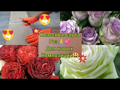 Видео: 💥Розочки😃🙏💗💥- из питомника роз "Александра"- новые, желанные сорта🙏🥰💗💗💗