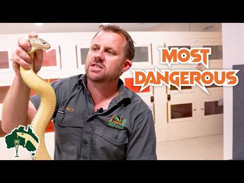 Видео: Ответы на 9 самых важных вопросов о ядовитых существах! | Venom Diaries