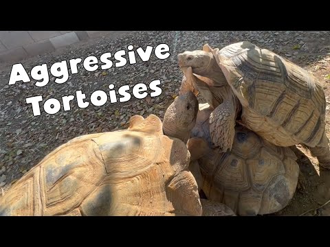 Видео: Айк становится агрессивным! — Ежедневная рутина