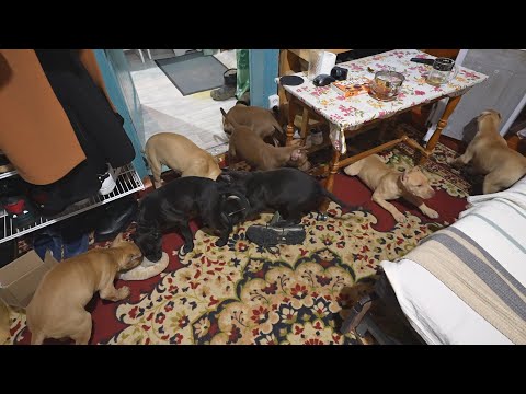 Видео: вечерний разгром