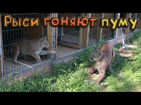 Видео: РЫСИ ГОНЯЮТ ПУМУ