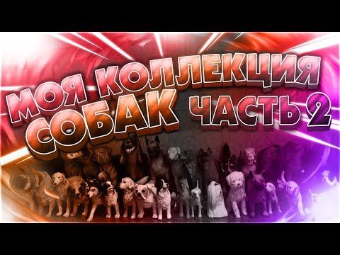 Видео: МОЯ КОЛЛЕКЦИЯ СОБАК | ШЛЯЙХ, ПАПО, САФАРИ ЛТД, КОЛЛЕКТА, ANIMAL PARADISE | 2 ЧАСТЬ