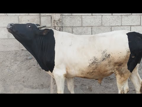 Видео: МОЛБОЗОРИ НОХИЯИ АБДУРАХМОНИ ЧОМИ 🐄🐮🐂🐑🐏------------13.07.2025 🇹🇯👍🫵👉🏼❤️