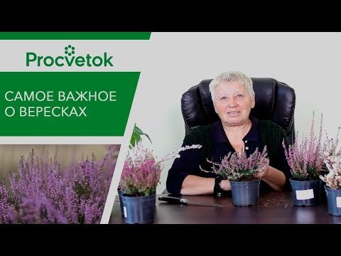 Видео: ВЕРЕСК не вымерзнет! Секрет правильного ухода за вереском