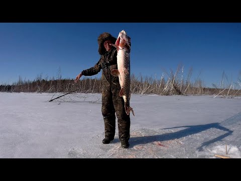 Видео: ПЬЯНАЯ РЫБАЛКА НА ЩУКУ!!НА "БУХАНКЕ" С НОЧЕВОЙ!!