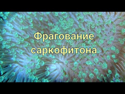 Видео: Фрагование Саркофитона
