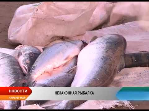 Видео: В Нарьян-Маре изъята самая крупная партия семги за последние несколько лет