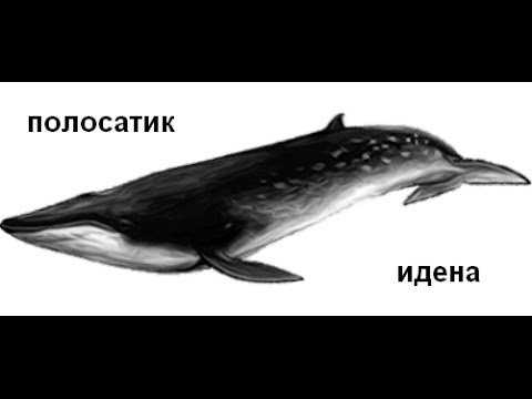 Видео: Русская Рыбалка 3 Полинезия! Полосатик Идена и Клюворыл!