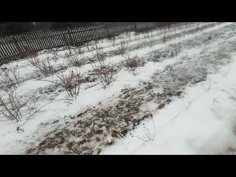 Видео: Клубника или Голубика ?! Что выгодннее? На чем можно больше заработать и быстрее?