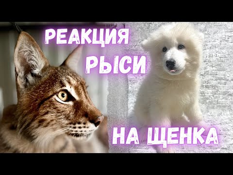 Видео: Реакция рыси на щенка самоеда!