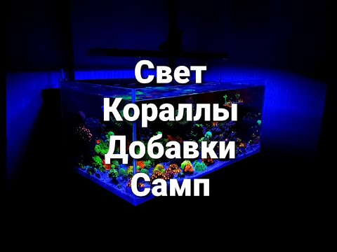 Видео: Свет, кораллы, добавки, самп.