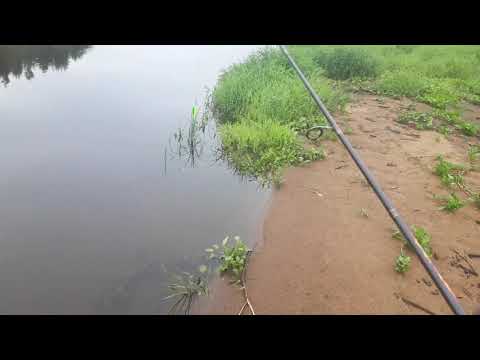 Видео: Река Тверца где то под Медное