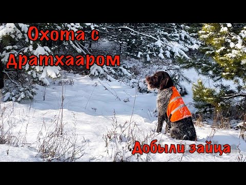 Видео: Выход по пушному, ходовая охота с дратхааром.Hare hunting in the first person