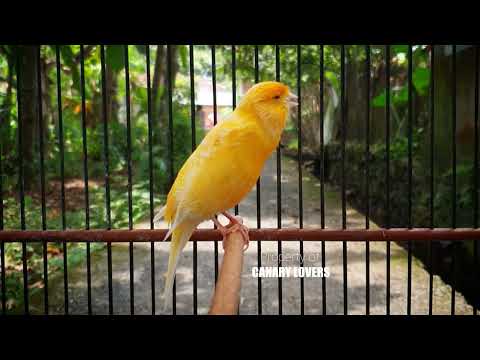 Видео: 23 | CUIT-CUIT❗ ПОЛНЫЙ ЭНЕРГИИ ❗❗Для дрессировки вашей молодой канарейки! #канарейка #мастеринг