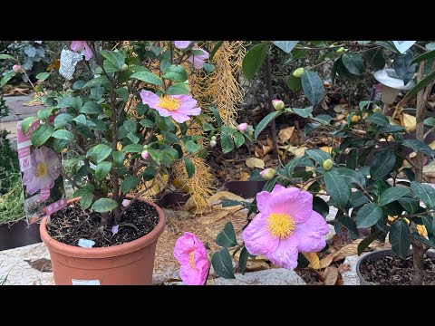 Видео: Разноцветная🍁осень🍁в моем саду!