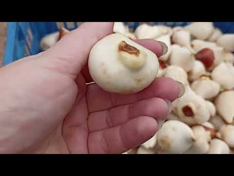 Видео: Тюльпаны, посадка.