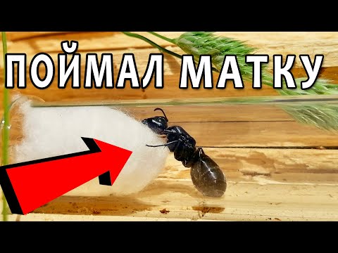 Видео: НАШЁЛ МАТКУ ГИГАНТОВ! В поисках маток #2.3 Ищем кампонотусов (Camponotus vagus и другие муравьи)
