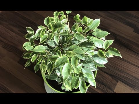 Видео: Уход за фикусом Бенджамина Кинки. Полезные советы. Ficus Benjamina Kinky