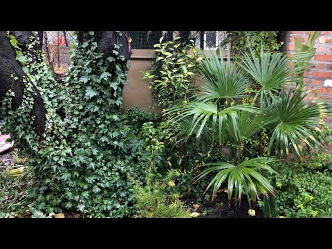 Видео: Обзор сада после первых заморозков. Плющи и почвопокровные растения, которые не «уходят» на зиму.