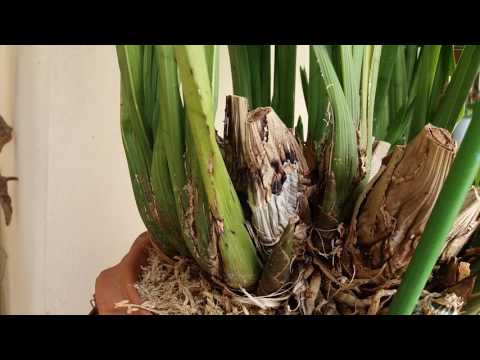 Видео: Цимбидиум.Цикл3. После цветения,удобрение. Почему не пахнут цветы у ароматных орхидей.