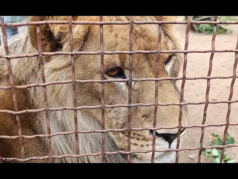 Видео: Лев Шерхан хотел заняться укрощением красного мяча, но его планы поменялись.