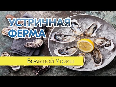 Видео: Устричная ферма и черноморские мидии. Большой Утриш