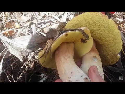 Видео: КОМСОМОЛЬСК-НА-АМУРЕ. ЗА ГРИБАМИ В СЕНТЯБРЕ. ОСЕННИЙ ЛЕС. RUSSIAN FAR EAST FOREST MUSHROOMS PICKING.