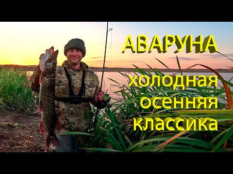 Видео: 🔥 Убойный ОСЕННИЙ СИЛИКОН на ЩУКУ, всегда с уловом! Щука 3 кг оценила легендарную АВАРУНУ 🔥