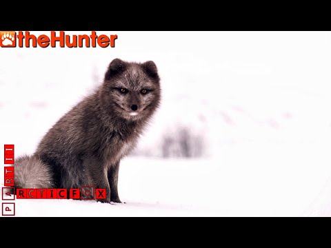 Видео: ♢ theHunter Classic ♢ Arctic Fox missions ♢ part II ♢ миссии на песца часть 2 ♢
