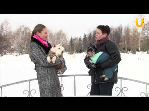 Видео: Глазами животных, выпуск 36. Цвергшнауцеры.