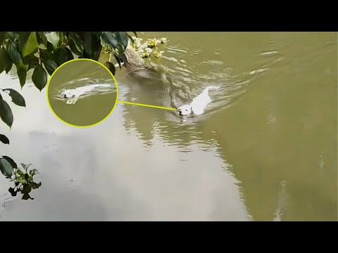 Видео: «Плыви сюда, и я дам тебе дом» — бездомный щенок смело прыгает в воду