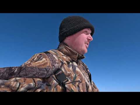 Видео: Гусиная Охота на болотах севера