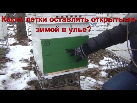 Видео: Какие летки оставлять открытыми зимой в улье??? Вентиляция в улье зимой на сетчатом дне и глухом дне