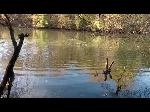 Видео: Охота с немецким ягдтерьером по утке