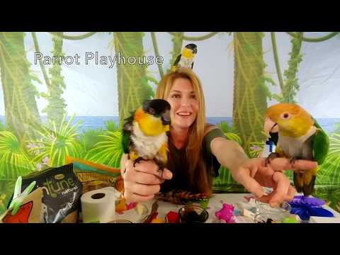 Видео: Жизнь с этими сумасшедшими Кайками | Уход за каиком | Часть 2