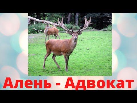 Видео: Алень Адвокат
