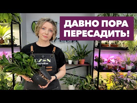 Видео: Пересадка комнатных растений и цветов » Ноябрь 2024