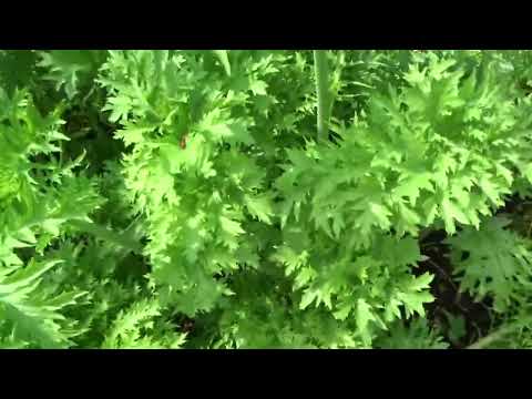 Видео: МОИ ЗЕЛЕННЫЕ ОВОЩИ В НАЧАЛЕ ИЮНЯ: ИСТИННЫЙ ПИР ДУХА.