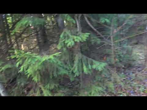 Видео: Охота с Русской гончей на зайца 5 ноября 2025