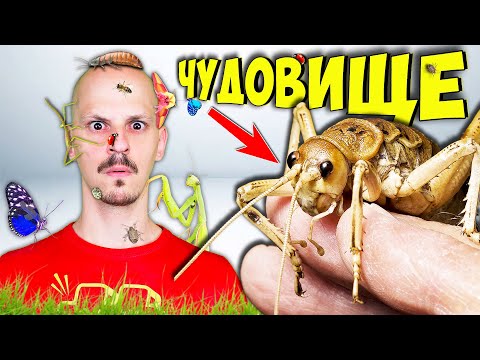 Видео: 30 Пълзящи ФАКТА за НАСЕКОМИТЕ